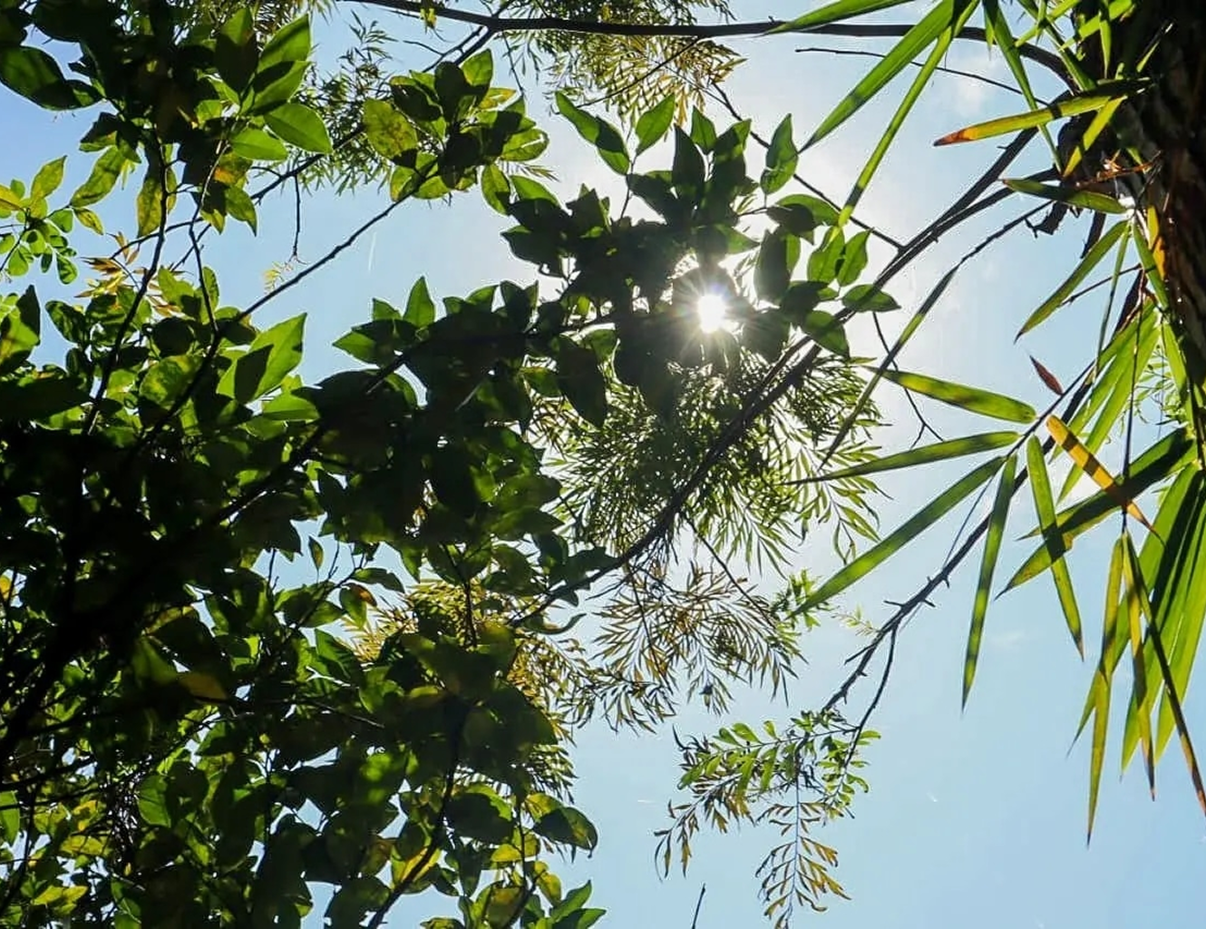 Sunlight through green leaves and bamboo